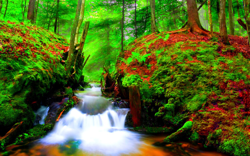 Mossy Forest Stream — Green, Serene, Morning
