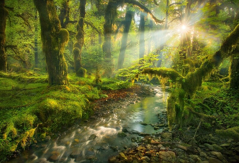 Mossy Forest Stream — Green