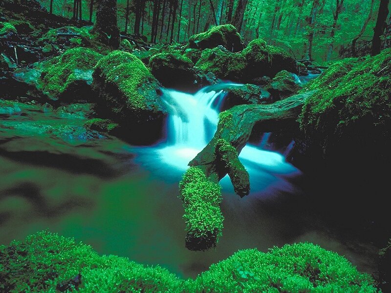 Mossy forest stream waterfall