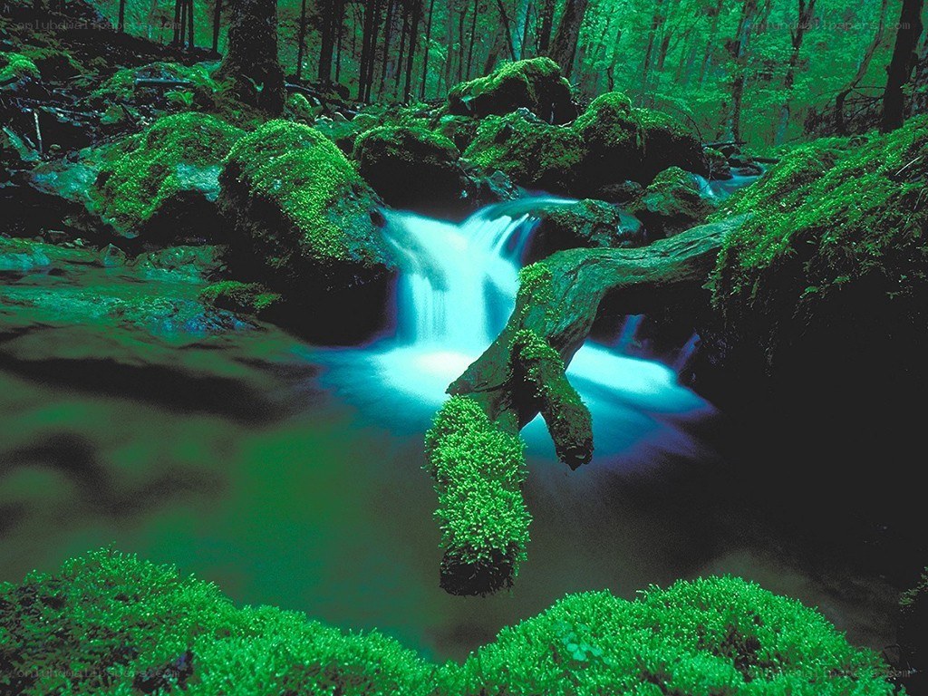 Mossy forest stream waterfall