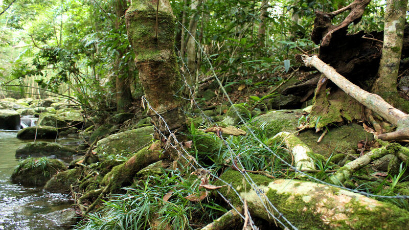 Mossy forest stream with barbed wire