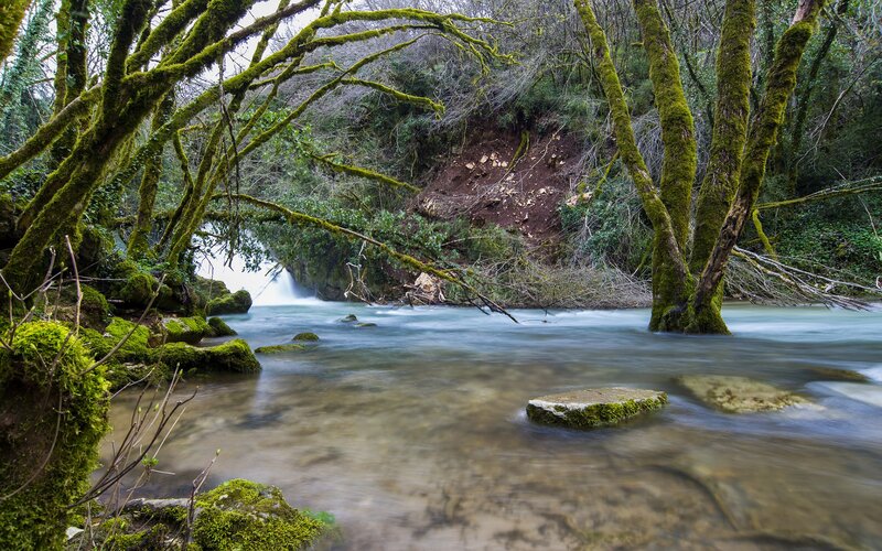 Mossy forest stream with waterfall