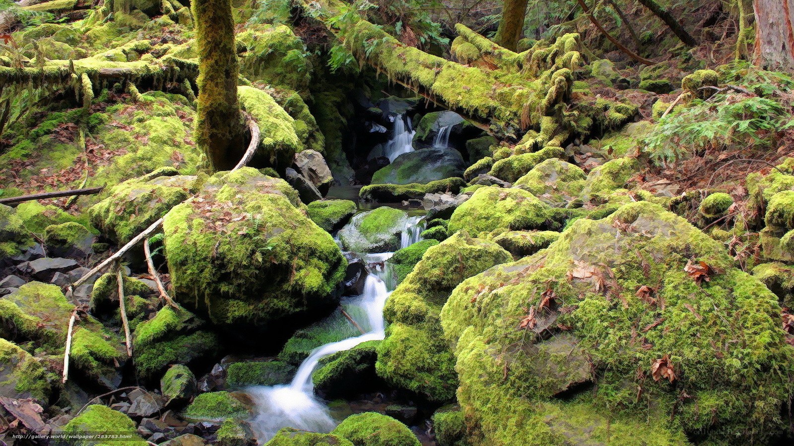 Mossy forest stream