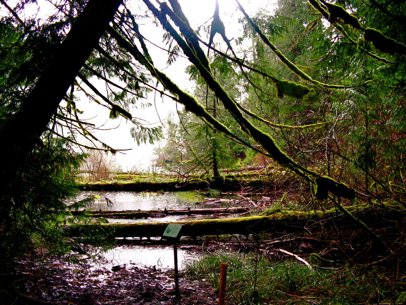 Mossy forest swamp scene