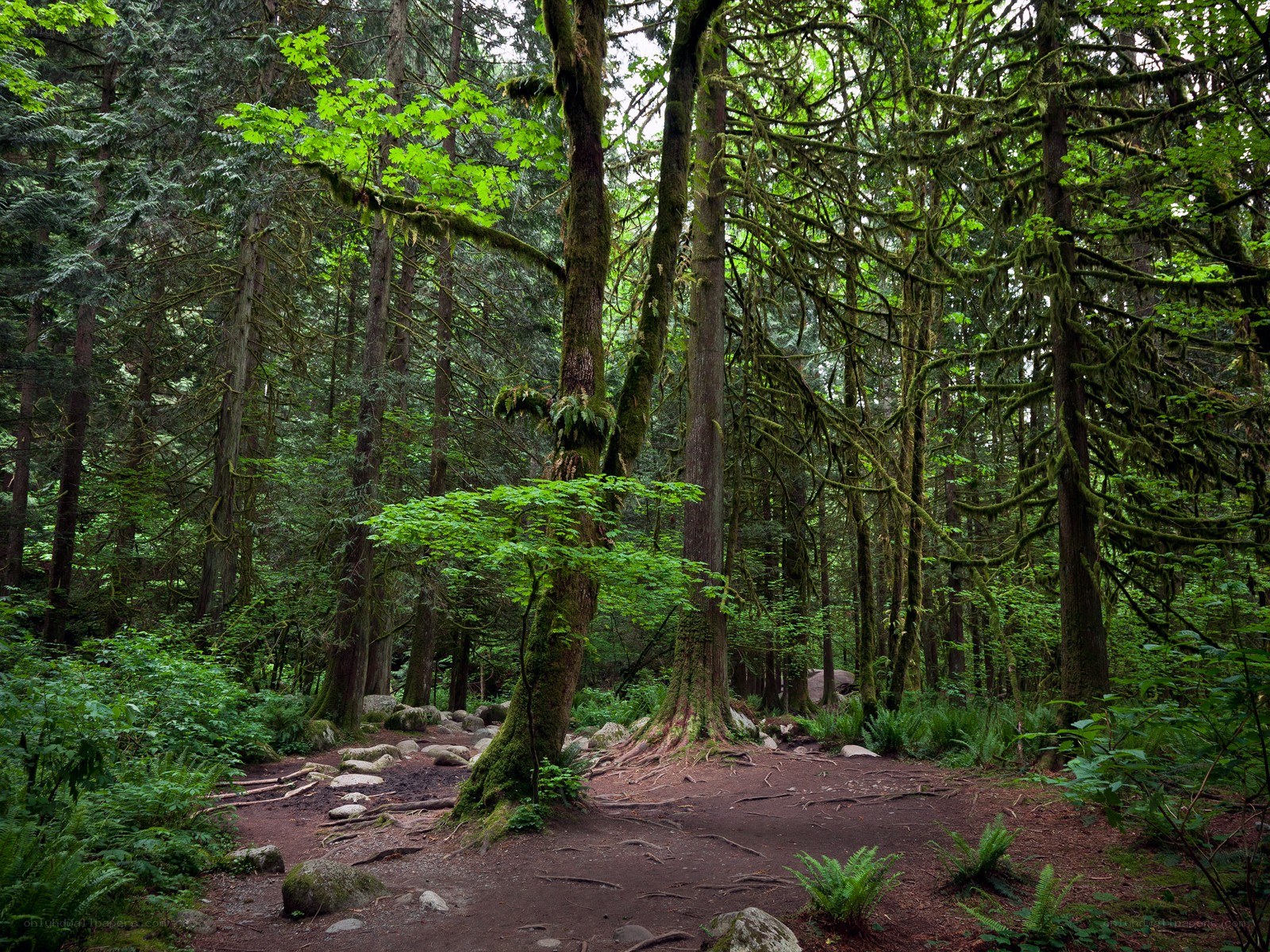 Mossy forest trail