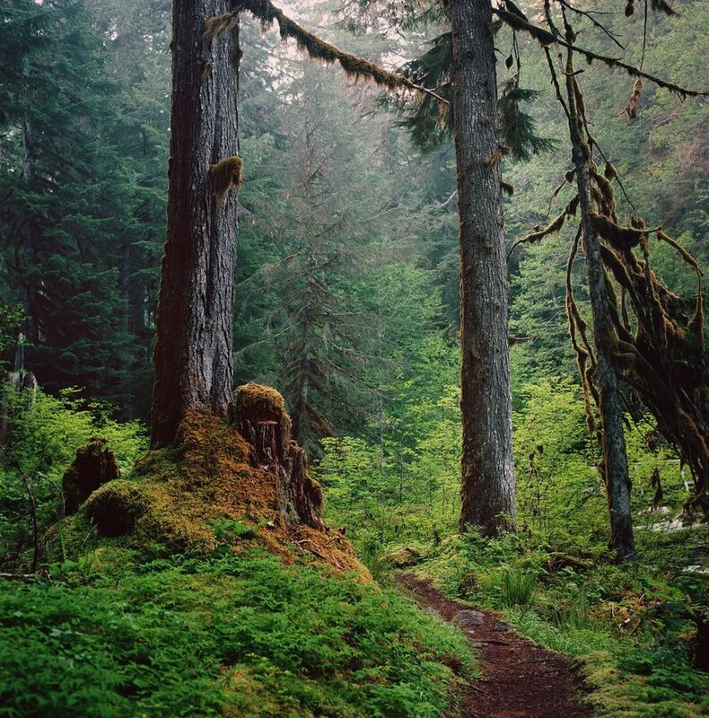 Mossy forest trail