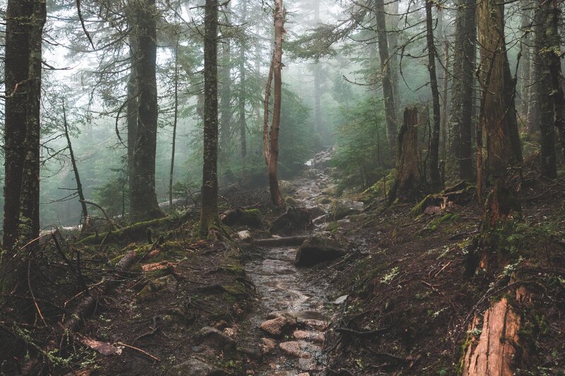 Mossy Forest Trail — Green, Misty