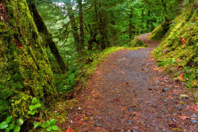 Mossy Forest Trail — Green, Serene