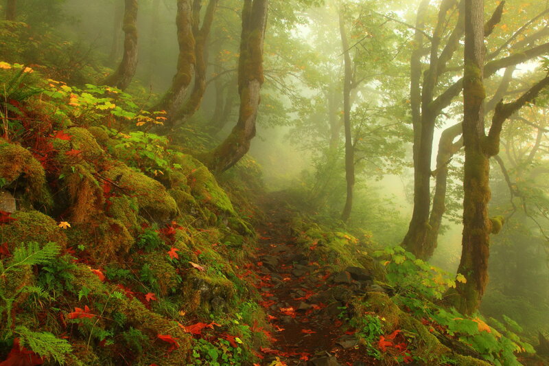 Mossy Forest Trail — Green
