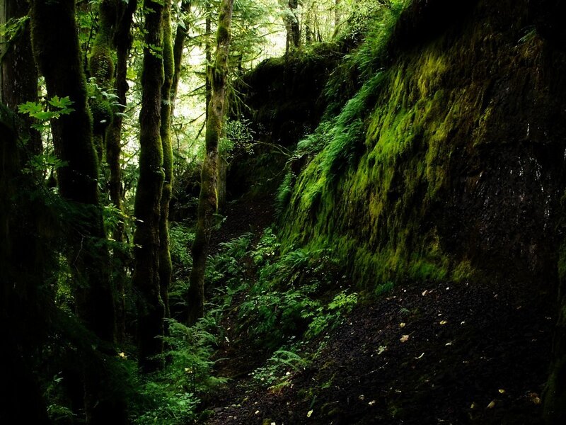 mossy forest trail