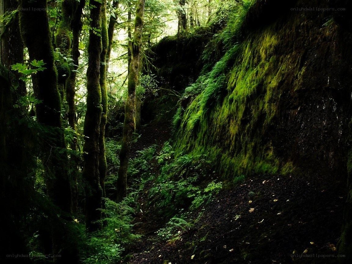 mossy forest trail