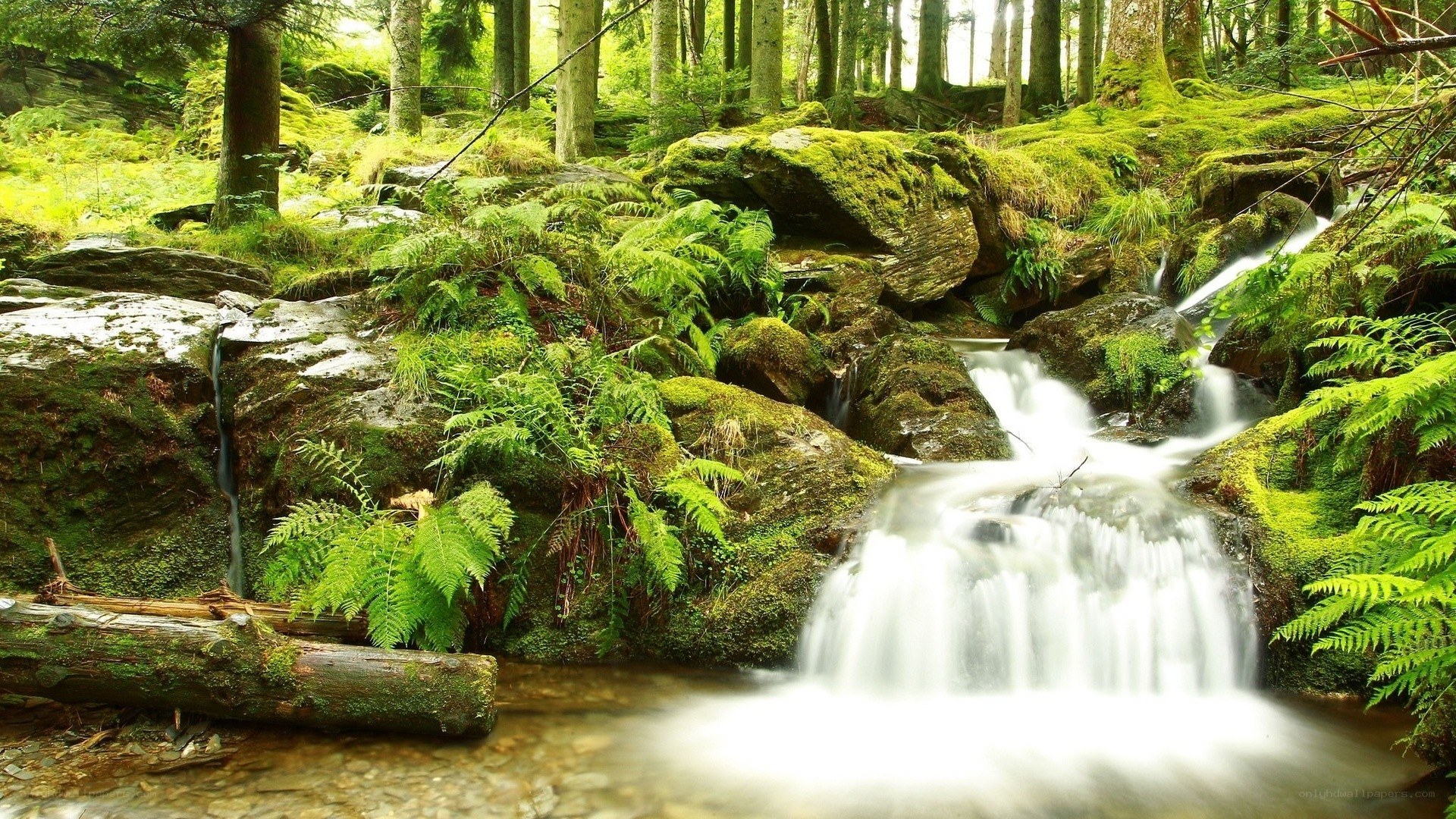 Mossy forest waterfall