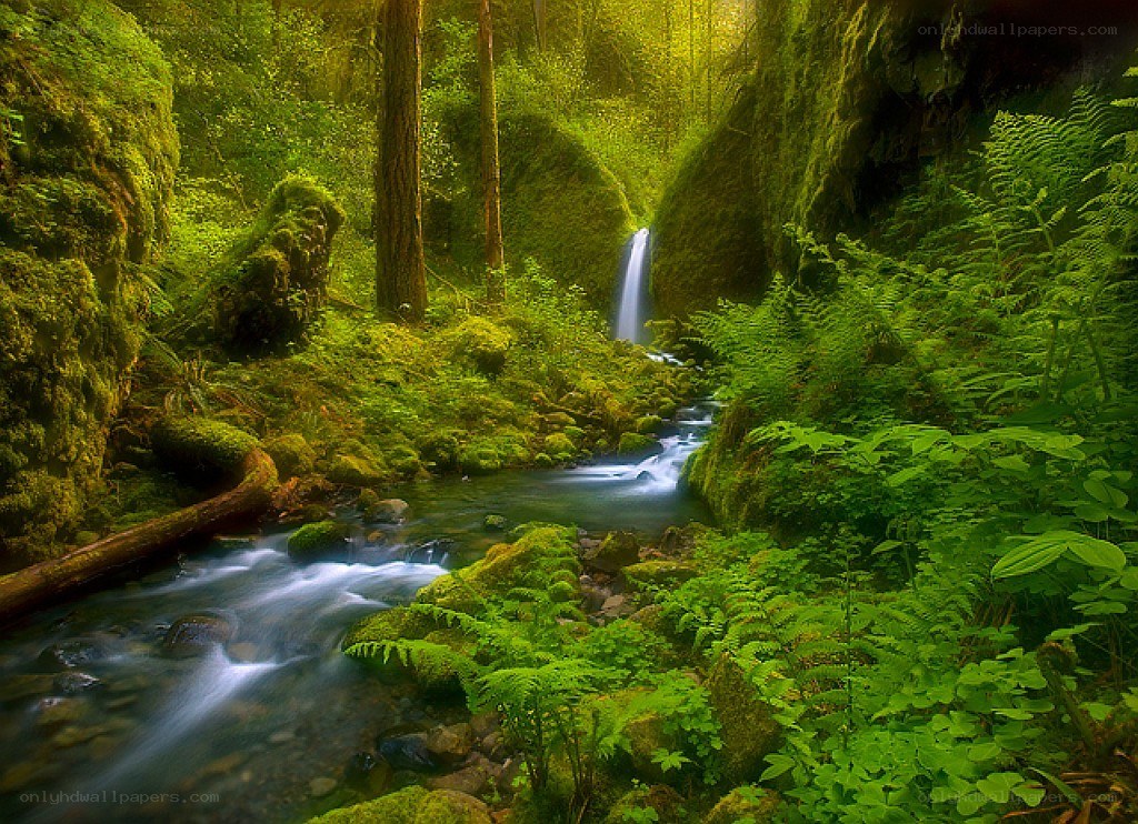 Mossy forest waterfall