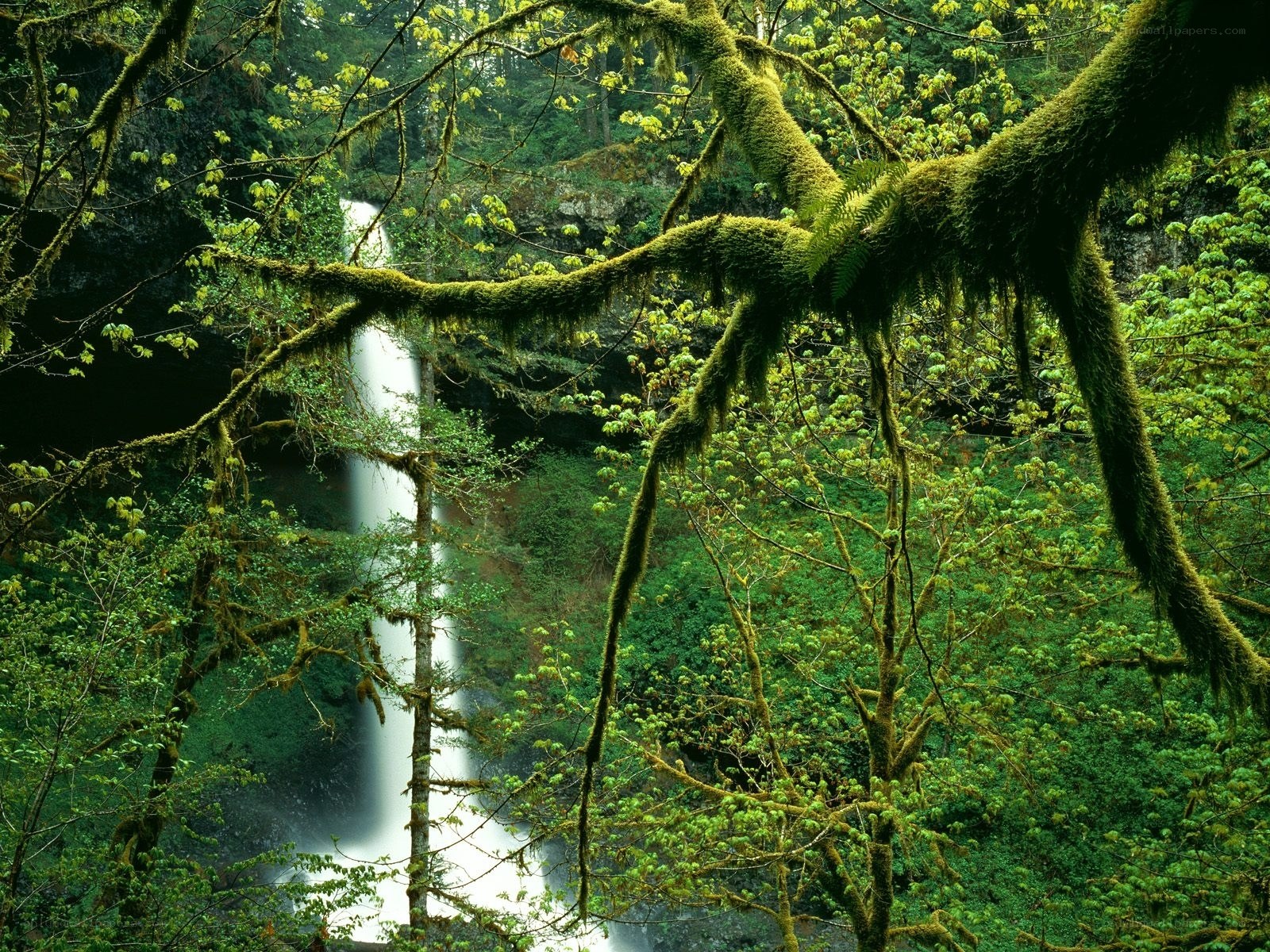 Mossy forest waterfall