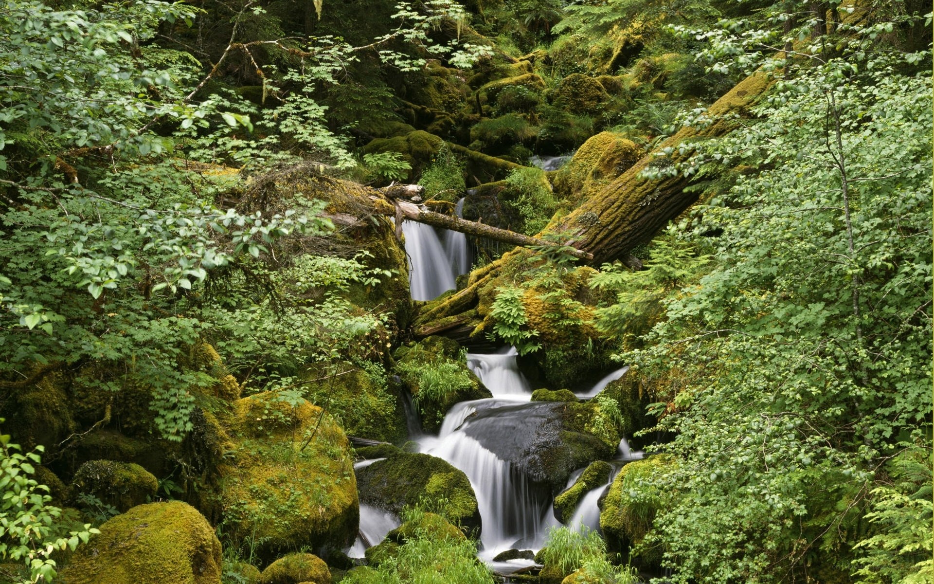 Mossy forest waterfall