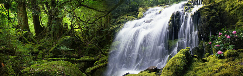 Mossy forest waterfall