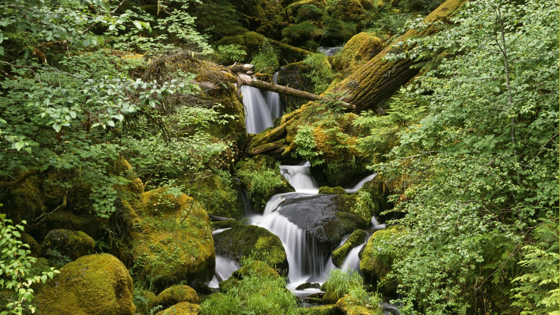 Mossy forest waterfall