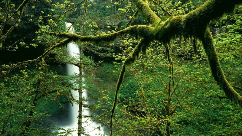 Mossy forest waterfall