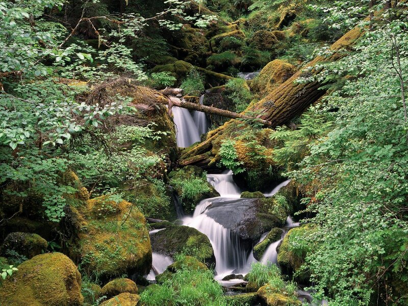Mossy forest waterfall