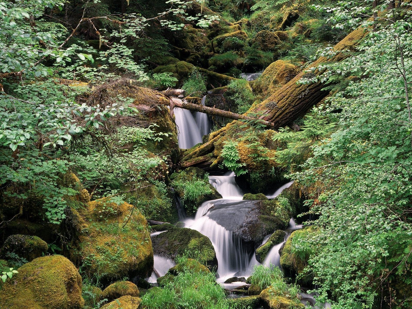 Mossy forest waterfall