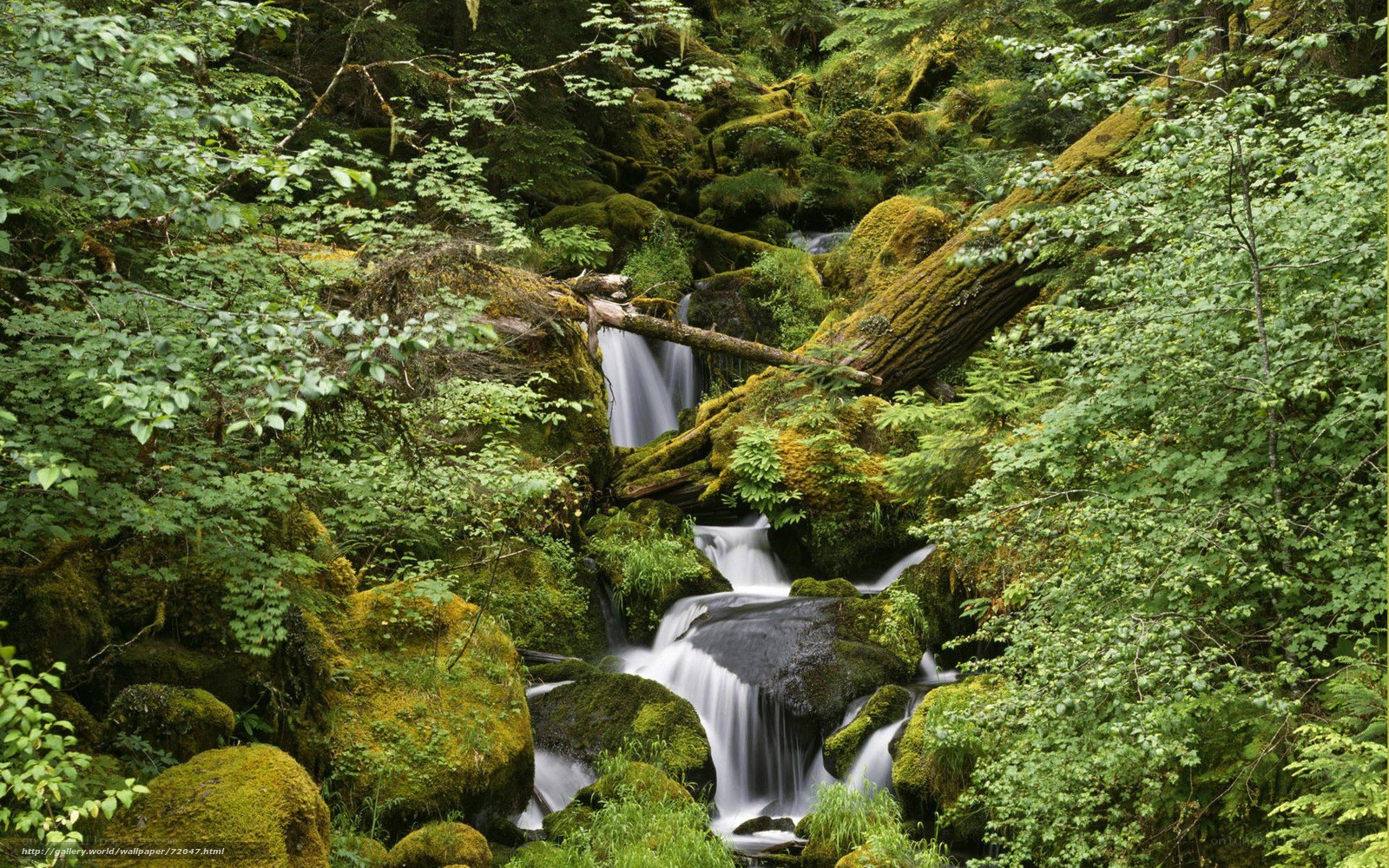 Mossy forest waterfall