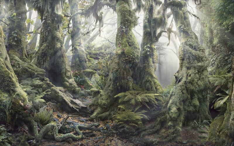 Mossy forest with ancient trees