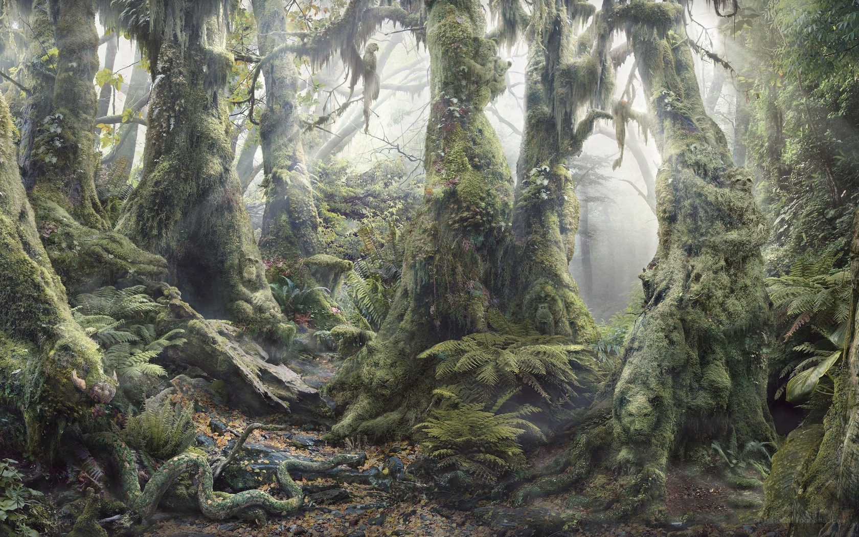 Mossy forest with ancient trees