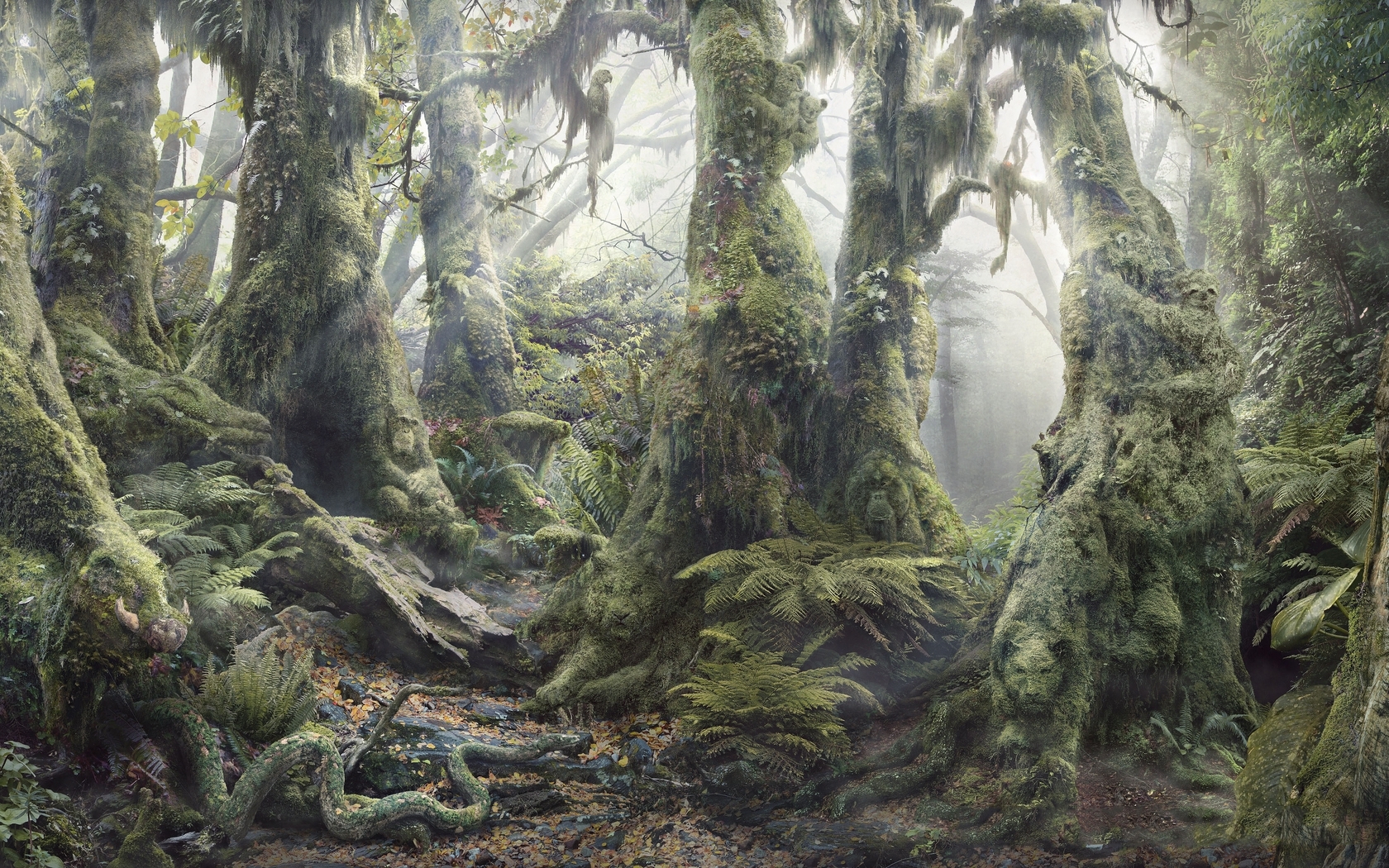 Mossy forest with ancient trees