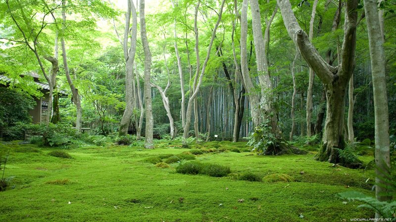 Mossy forest with bamboo grove