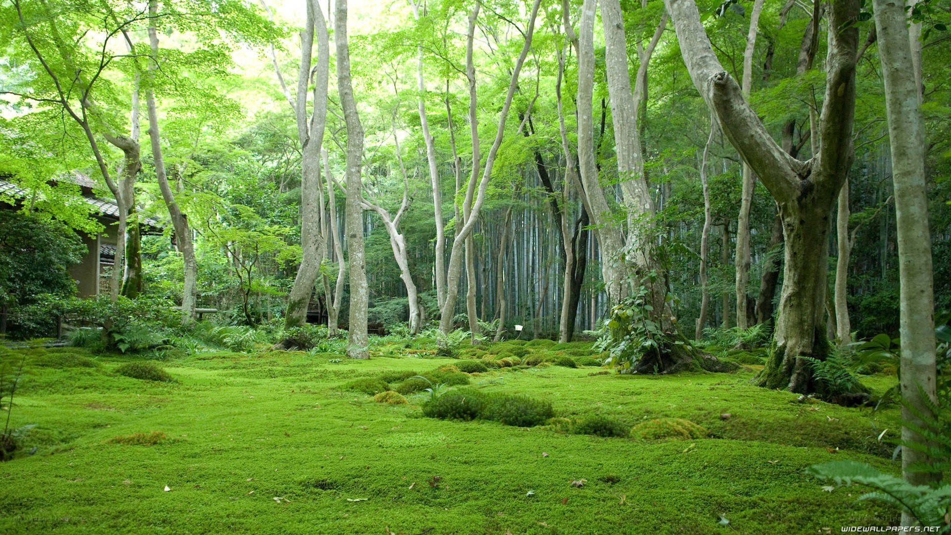 Mossy forest with bamboo grove
