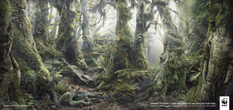 Mossy forest with donation appeal