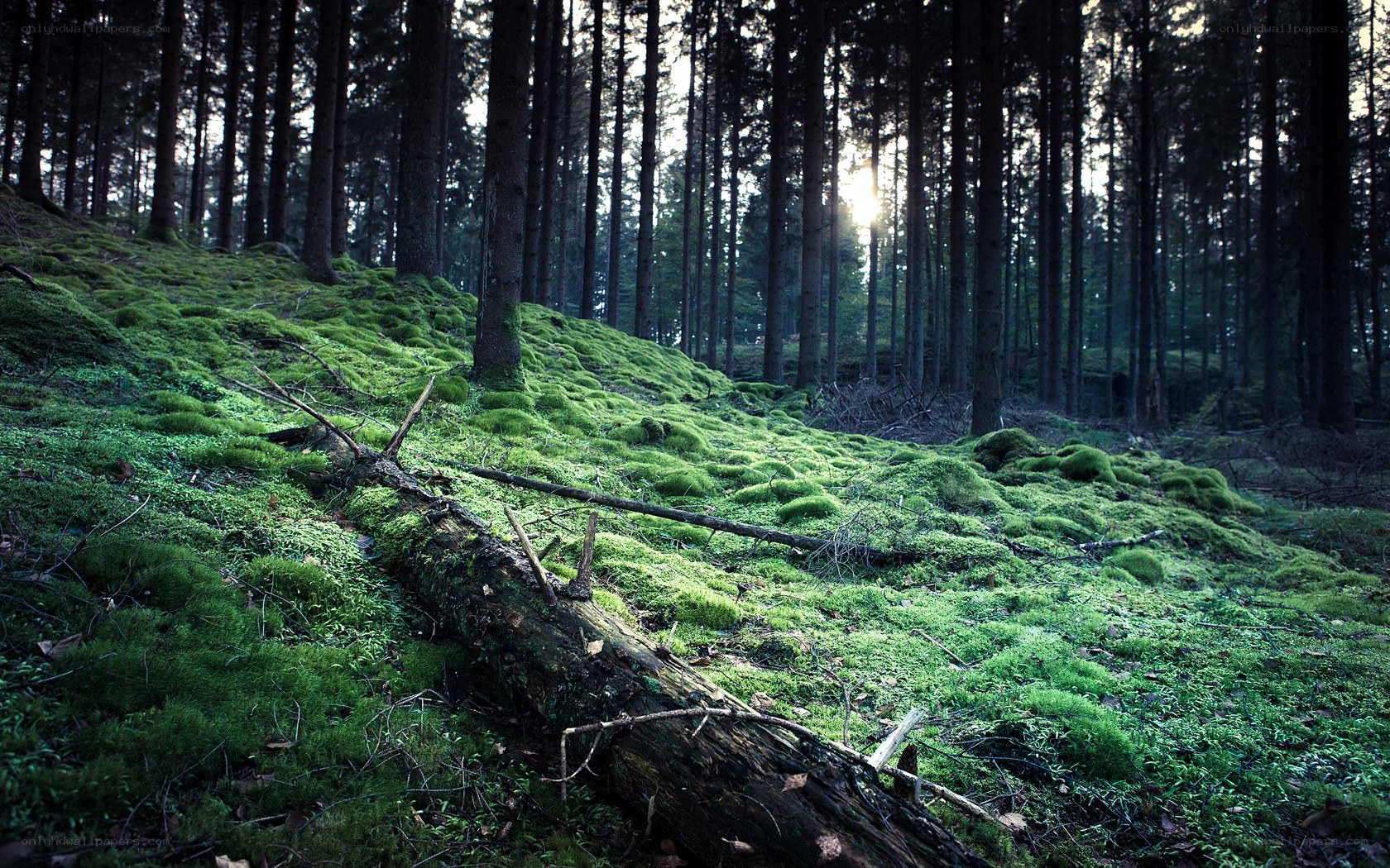 Mossy forest with fallen log