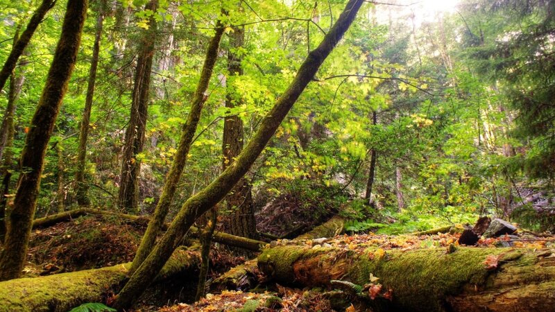 Mossy forest with fallen logs