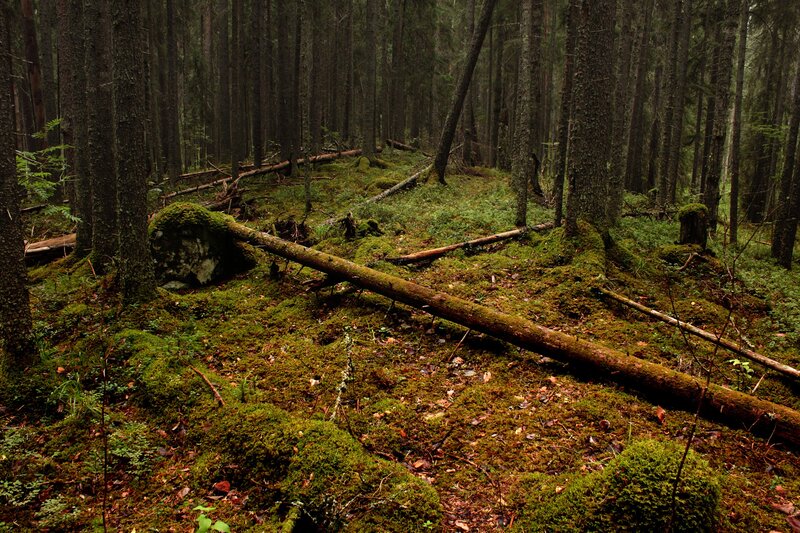 Mossy forest with fallen logs