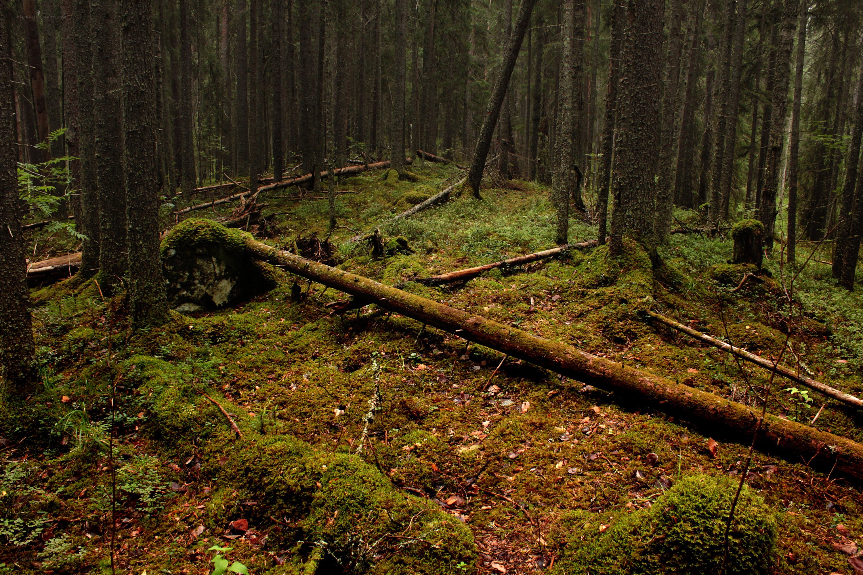 Mossy forest with fallen logs