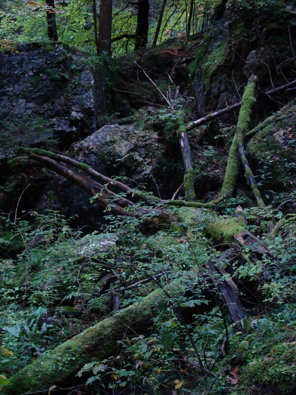 Mossy forest with fallen logs