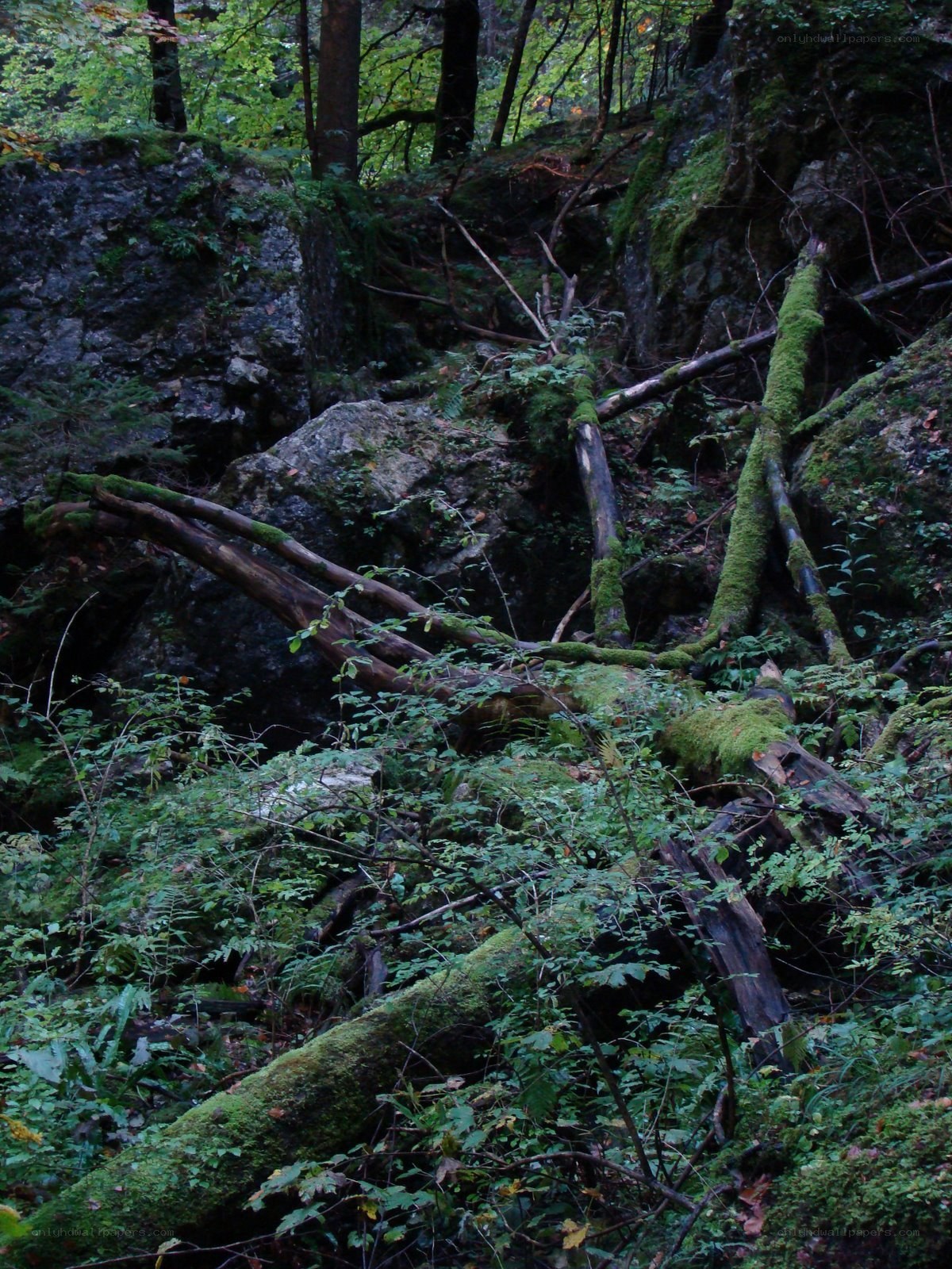 Mossy forest with fallen logs