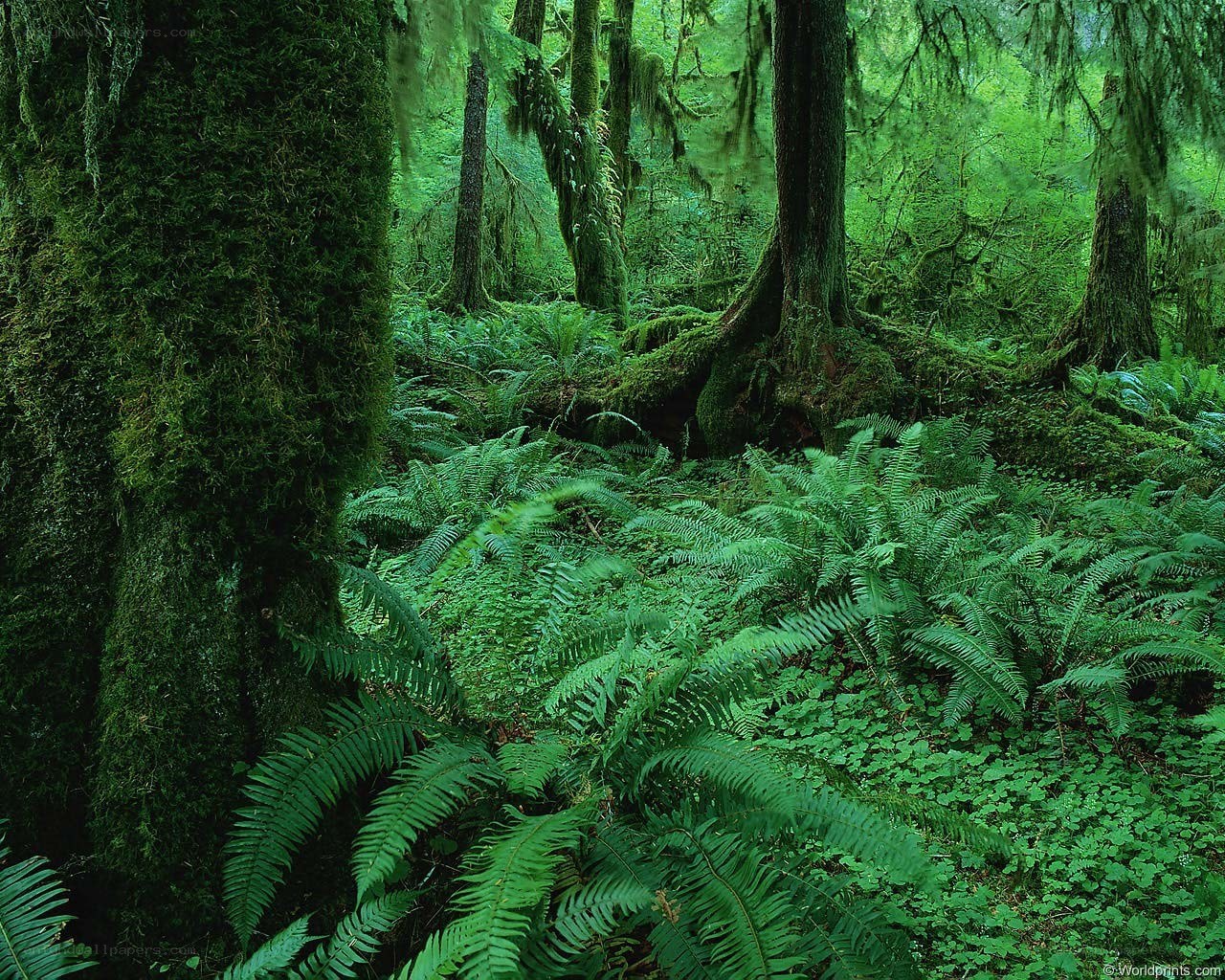 Mossy forest with ferns
