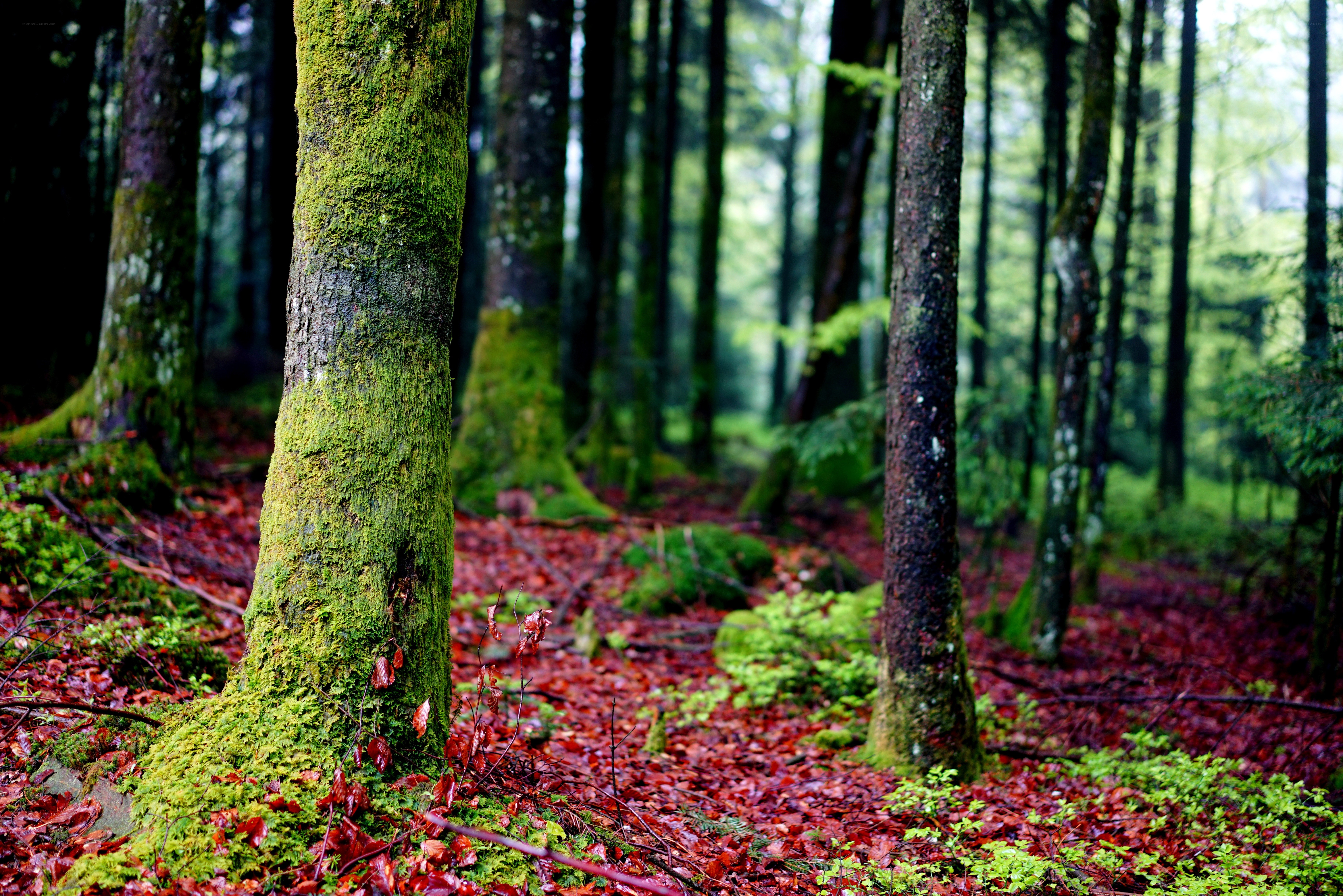 Mossy forest with red leaves