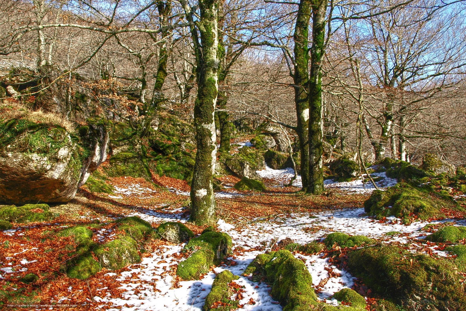Mossy forest with snow and leaves