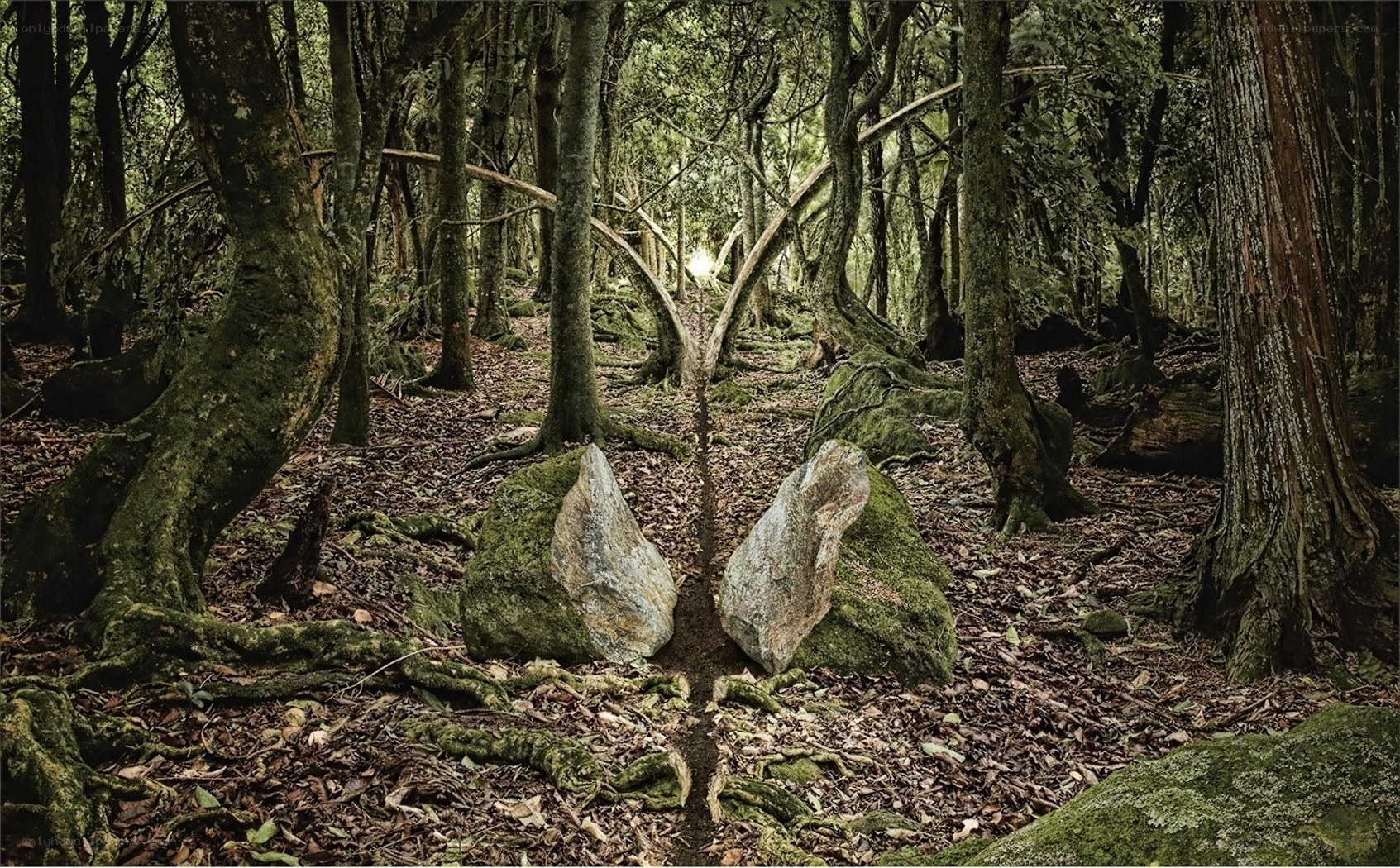 Mossy forest with split rocks