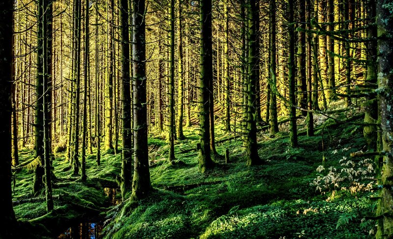 Mossy Forest with Sunlight