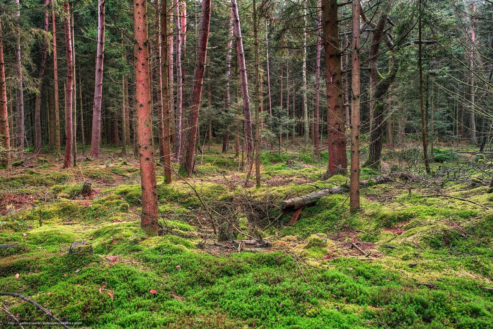 Mossy forest with tall trees