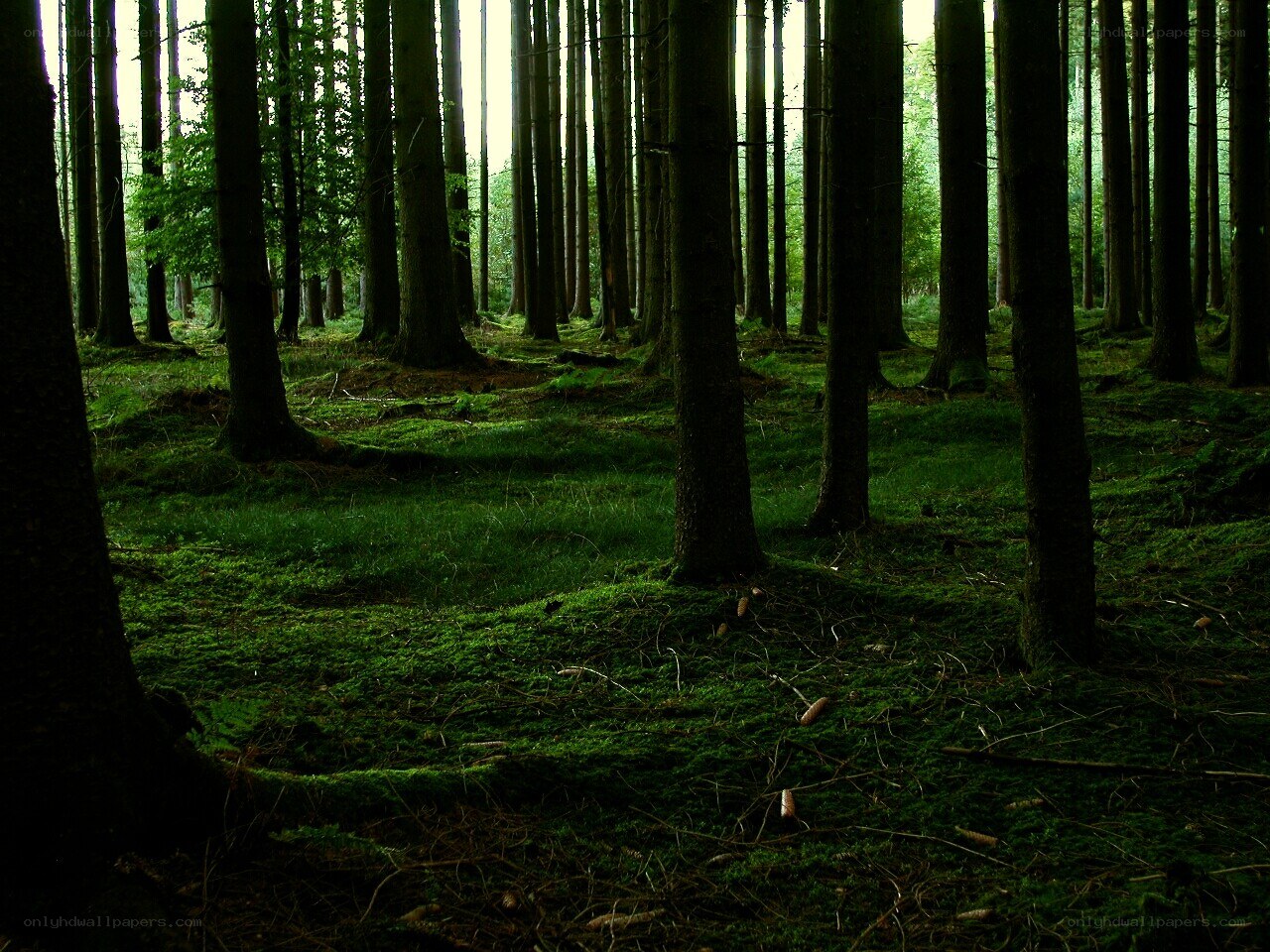 Mossy forest with tall trees