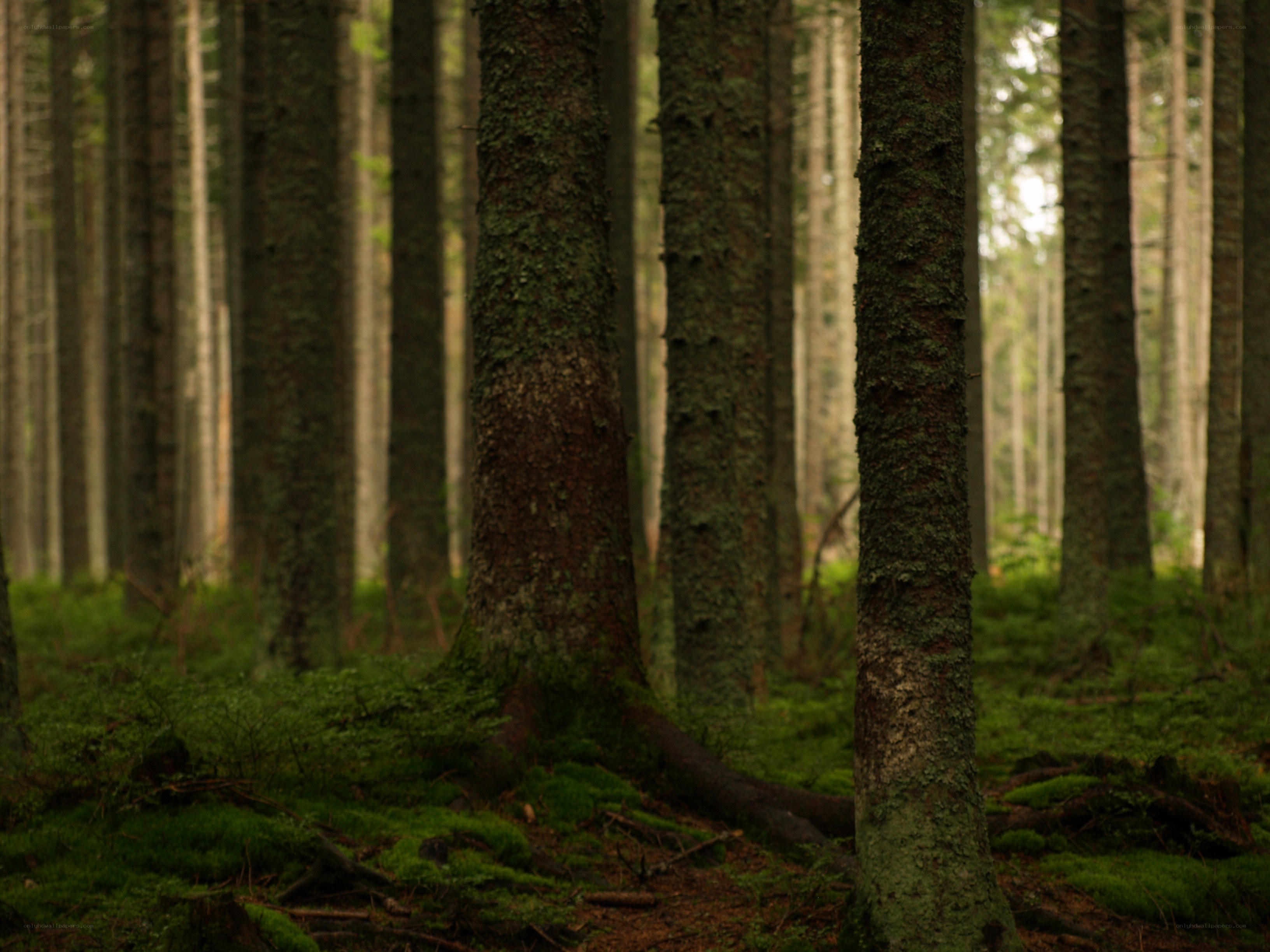 Mossy forest with tall trees