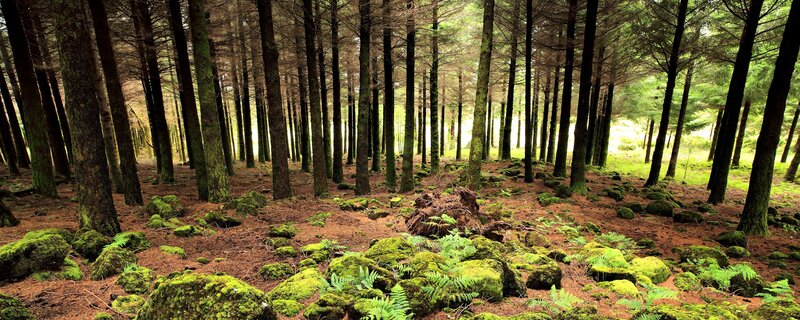 Mossy forest with tall trees
