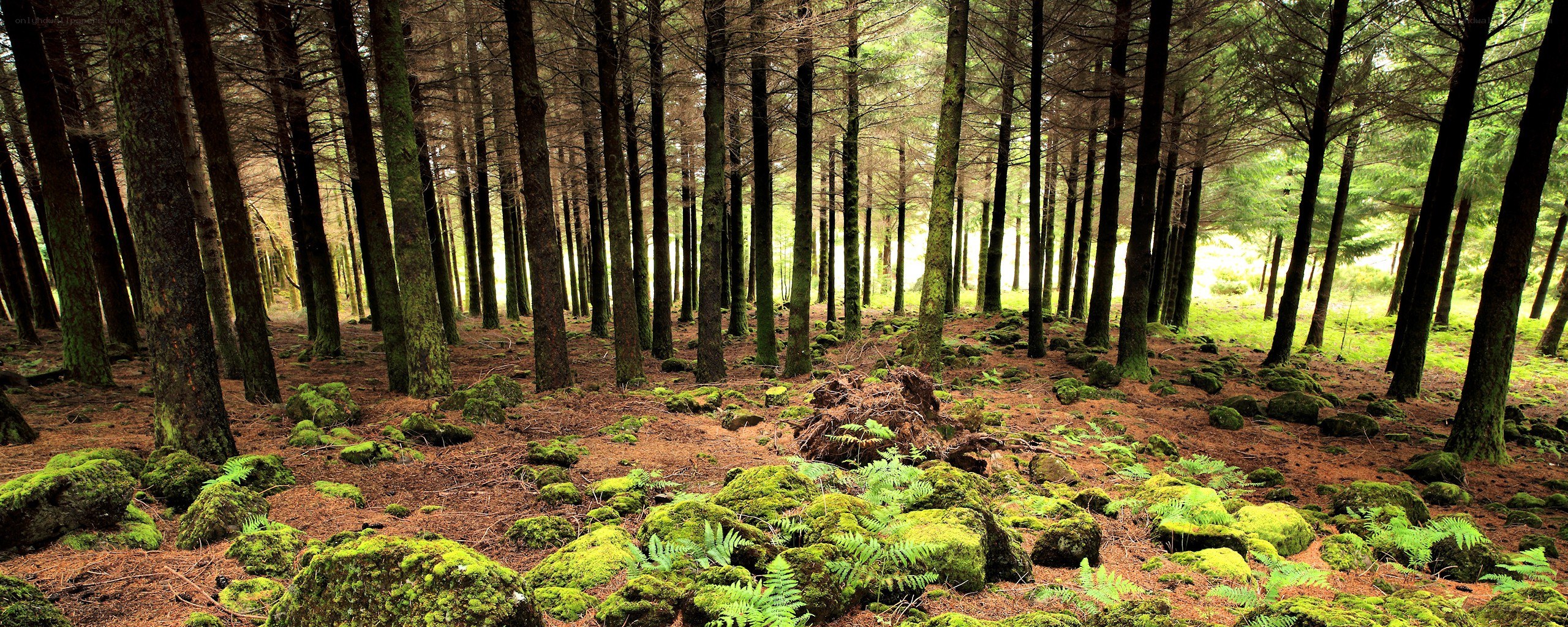 Mossy forest with tall trees