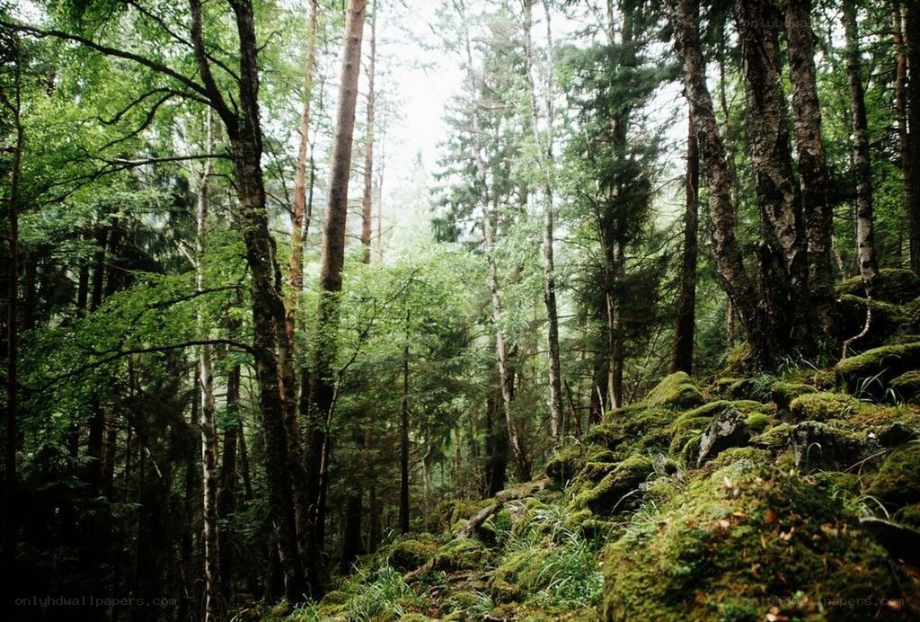Mossy forest with tall trees
