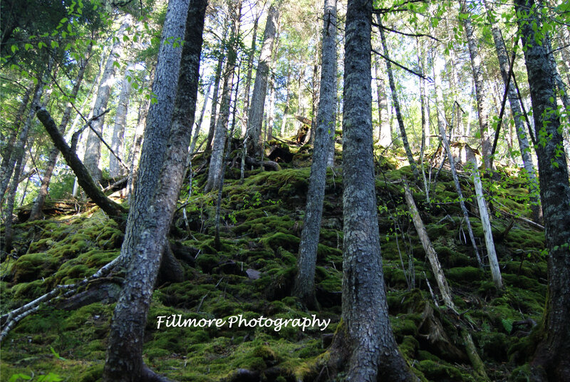 Mossy forest with tall trees