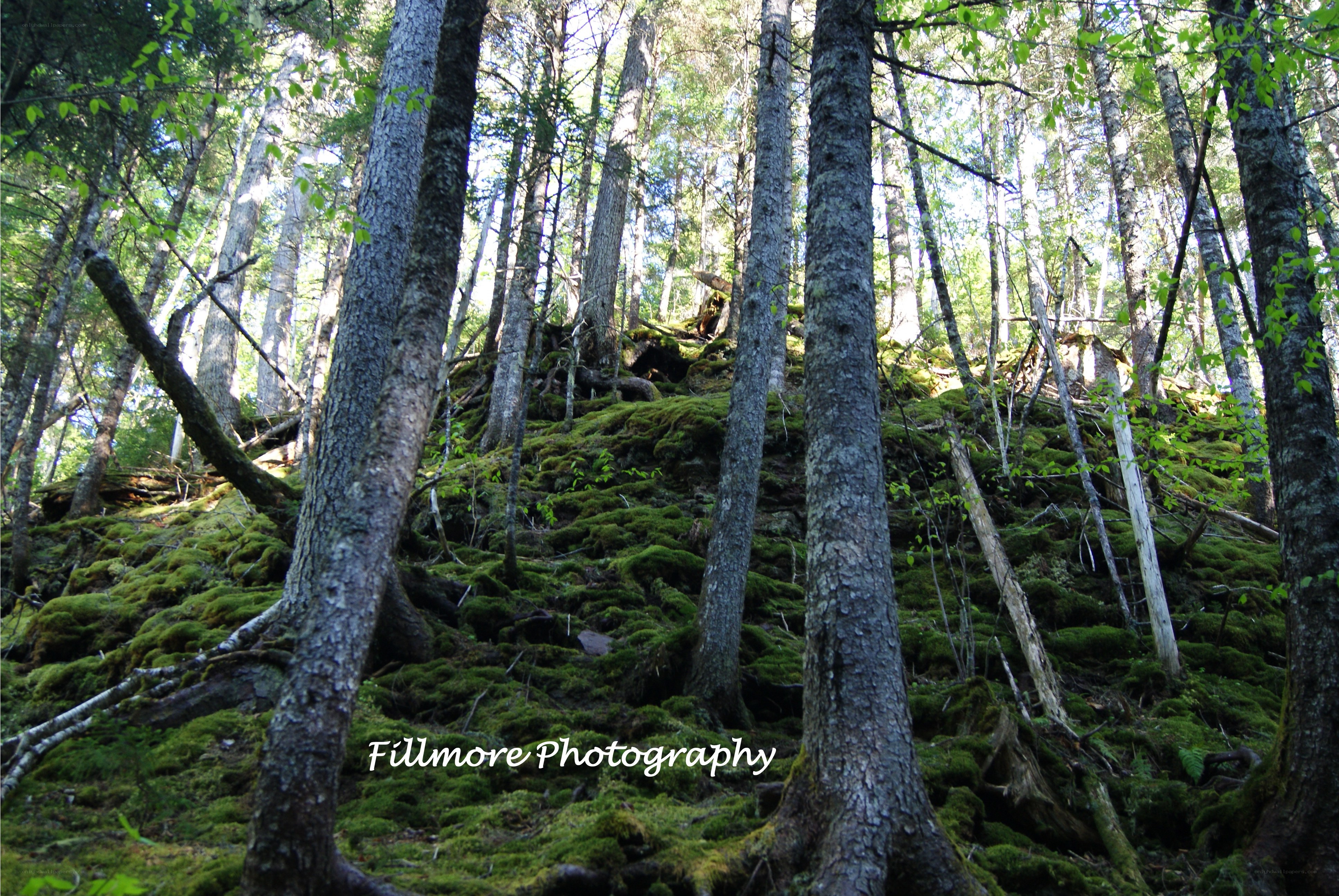 Mossy forest with tall trees